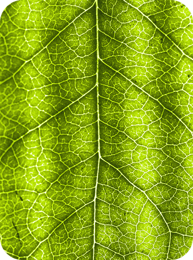 leaf